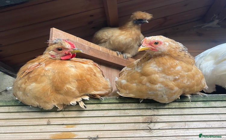 Chickens poultry - Advert 6