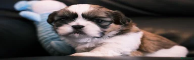 Shih Tzu 1
