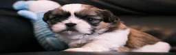 Shih Tzu dogs for sale: 3 Beautiful shih tzu puppies  in Newport - Advert 13