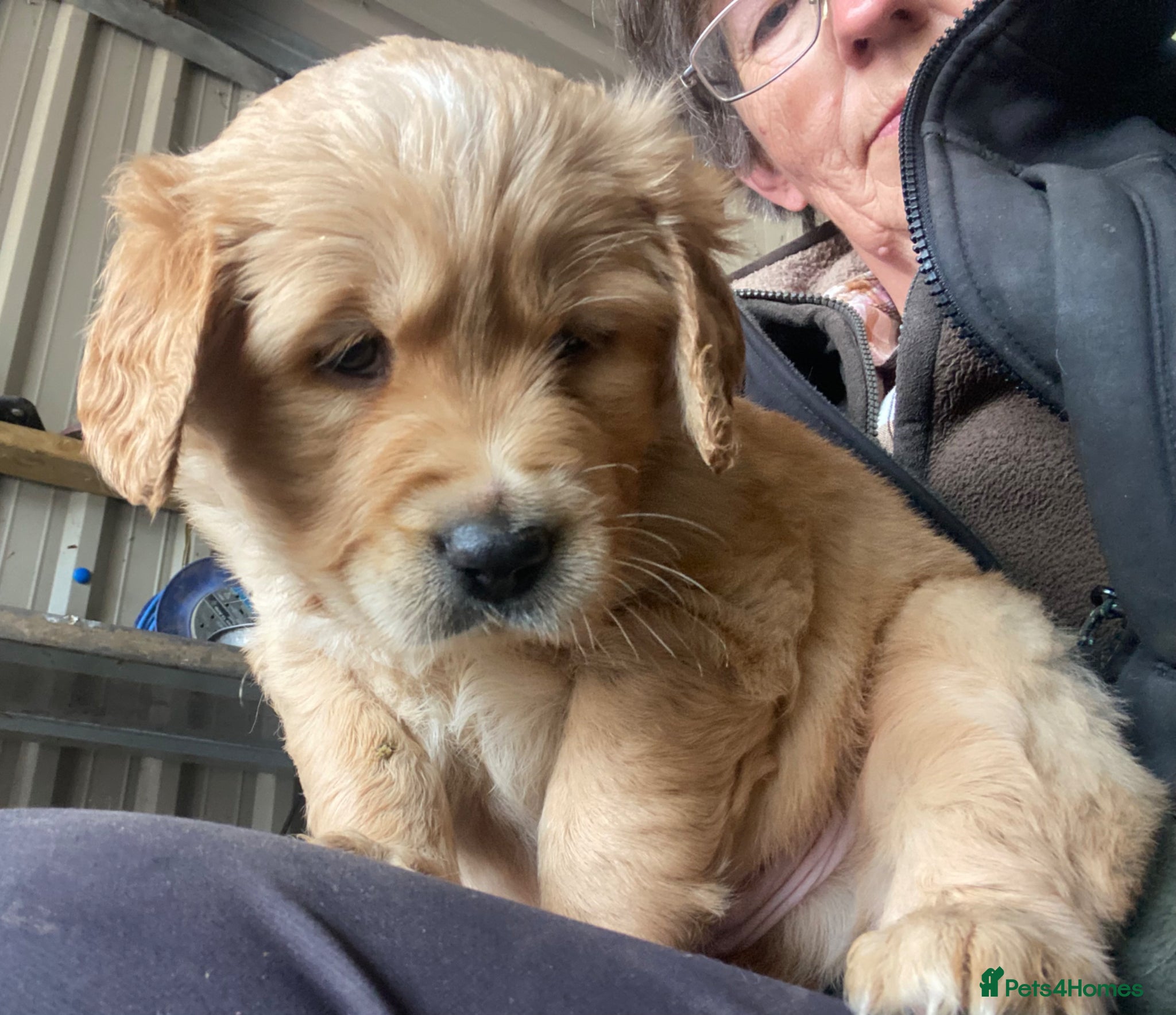 Goldador dogs Labrador x Golden Retriever puppies  - Advert 1