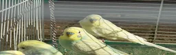 Budgerigars birds for sale: Budgies for sale in Norbury in London - Advert 12