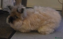 Angora rabbits for sale: Angora Doe - Image 3