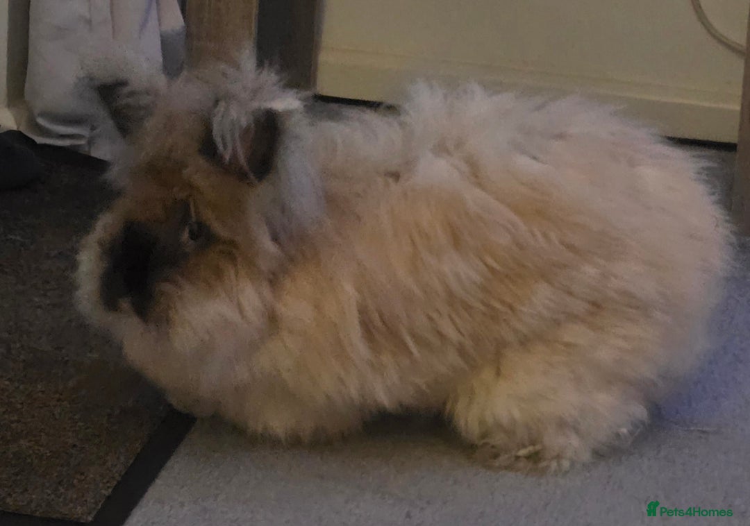 Angora rabbits for sale: Angora Doe - Image 3