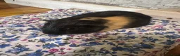 Guinea Pig rodents for sale: Baby guinea pig/ boys - Advert 3