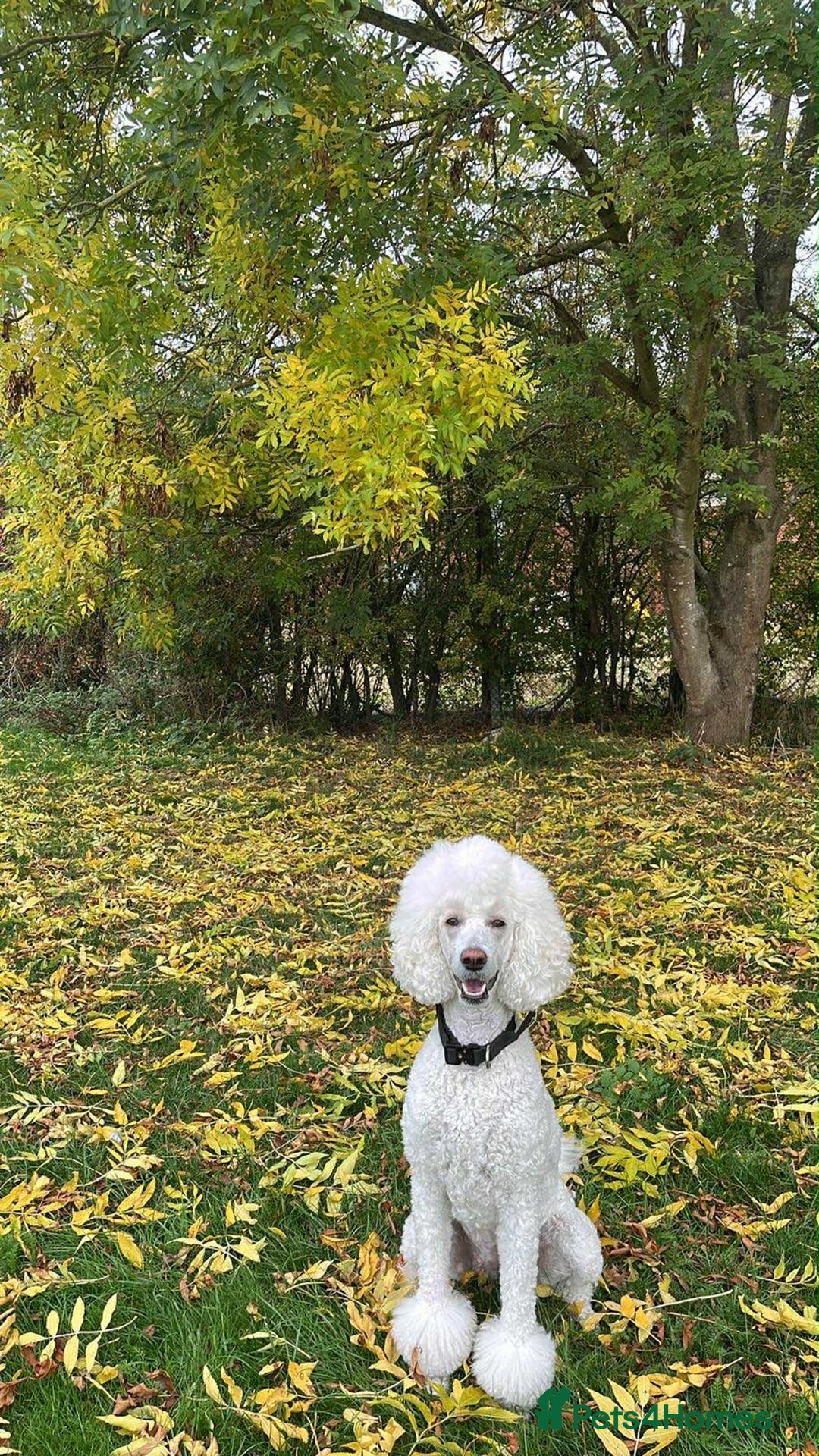 Bernedoodle dogs for sale: Exceptional F1 Bernedoodle Puppies - Advert 30