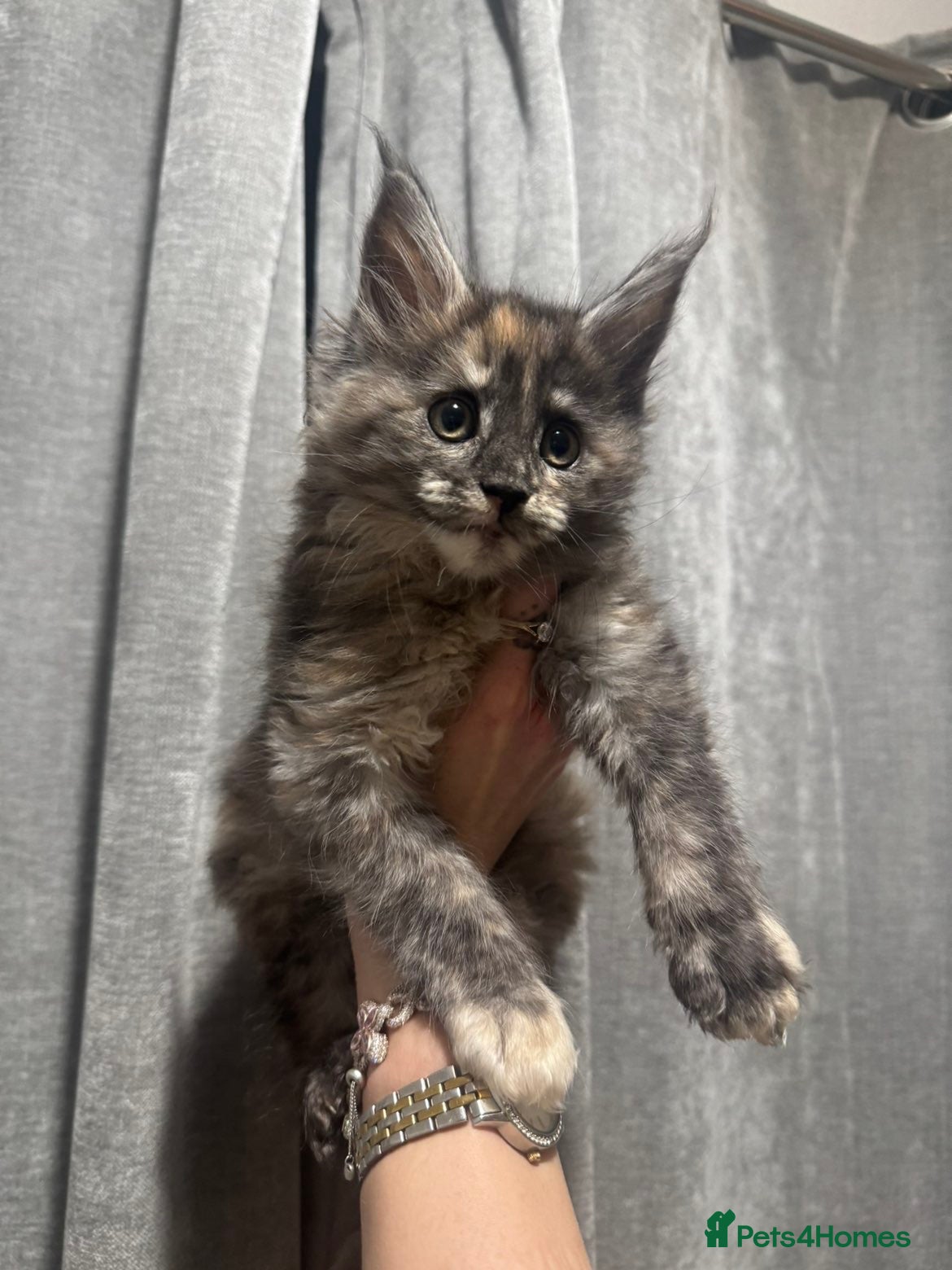 Maine Coon cats Maine coon kitten  - Advert 1