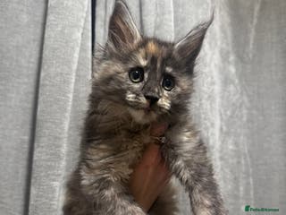 Maine Coon cats Maine coon kitten - Advert 3