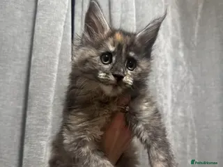 Maine Coon cats Maine coon kitten - Advert 5