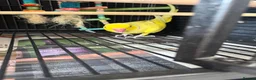 Lorikeets birds for sale: 2 x birds and cadge  - Advert 2