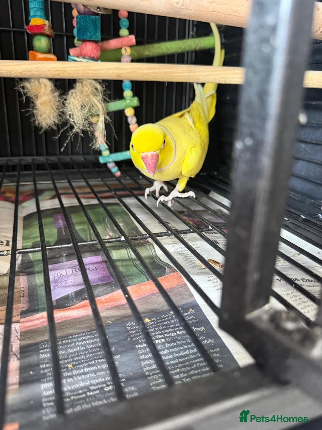 Lorikeets birds for sale: 2 x birds and cadge  - Advert 2