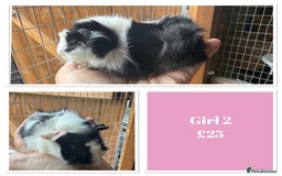 Guinea Pig rodents for sale: Male & Female Baby Guinea Pigs - Image 2
