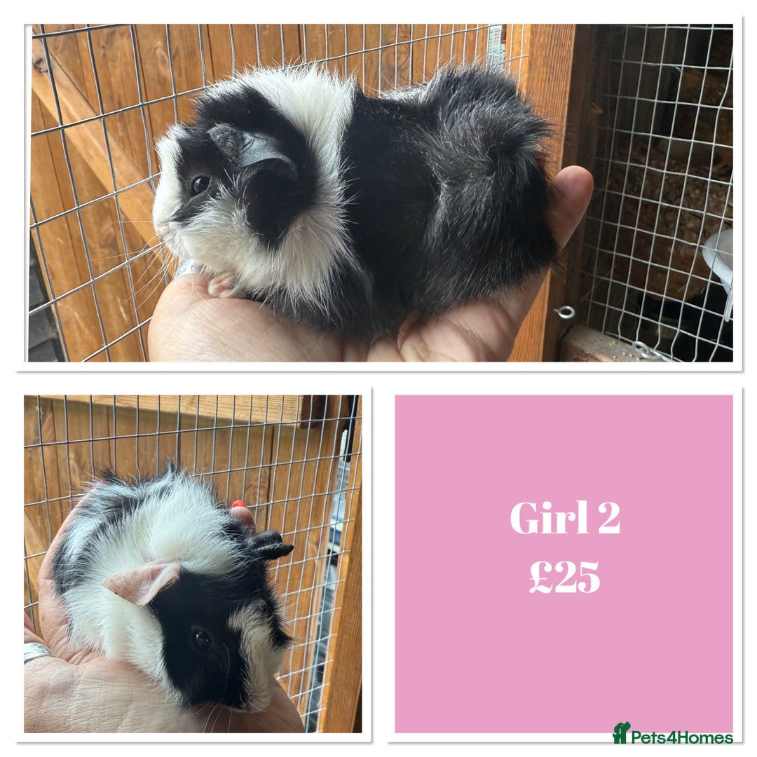 Guinea Pig rodents for sale: Male & Female Baby Guinea Pigs - Image 2