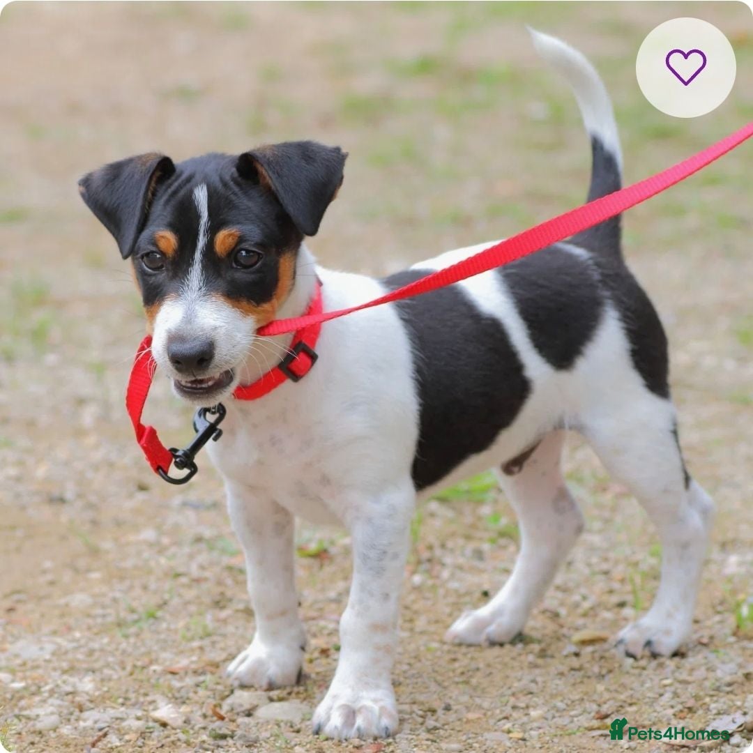 Jack Russell dogs Jack russell puppy - Advert 1