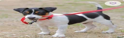 Jack Russell dogs for sale: Jack russell puppy in Dudley - Advert 1