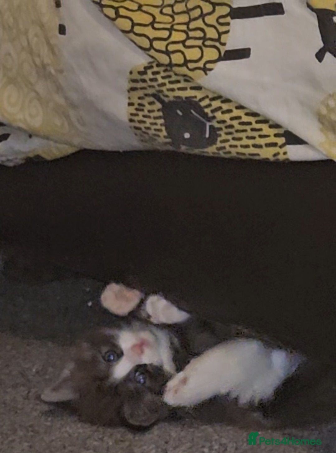 Maine Coon cats for sale: Perfect maine coon cross ragdoll  - Advert 10