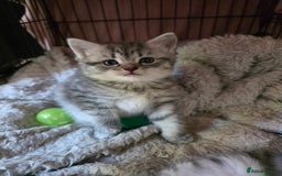 British Shorthair cats for sale: British short hair kittens - Image 11