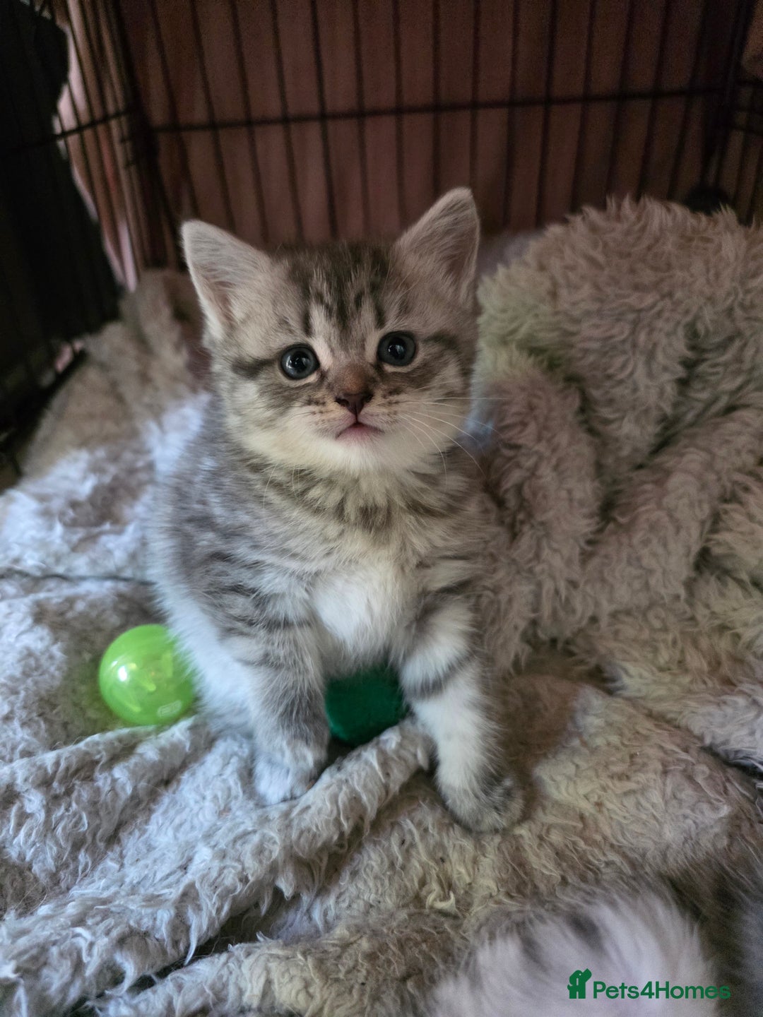 British Shorthair cats for sale: British short hair kittens - Image 11