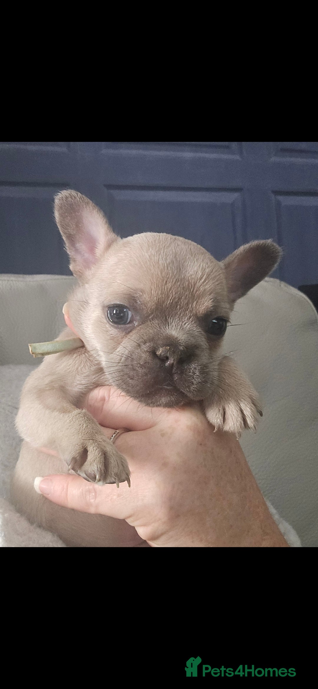 French Bulldog dogs for sale: Beautiful French bulldog puppies - Image 12