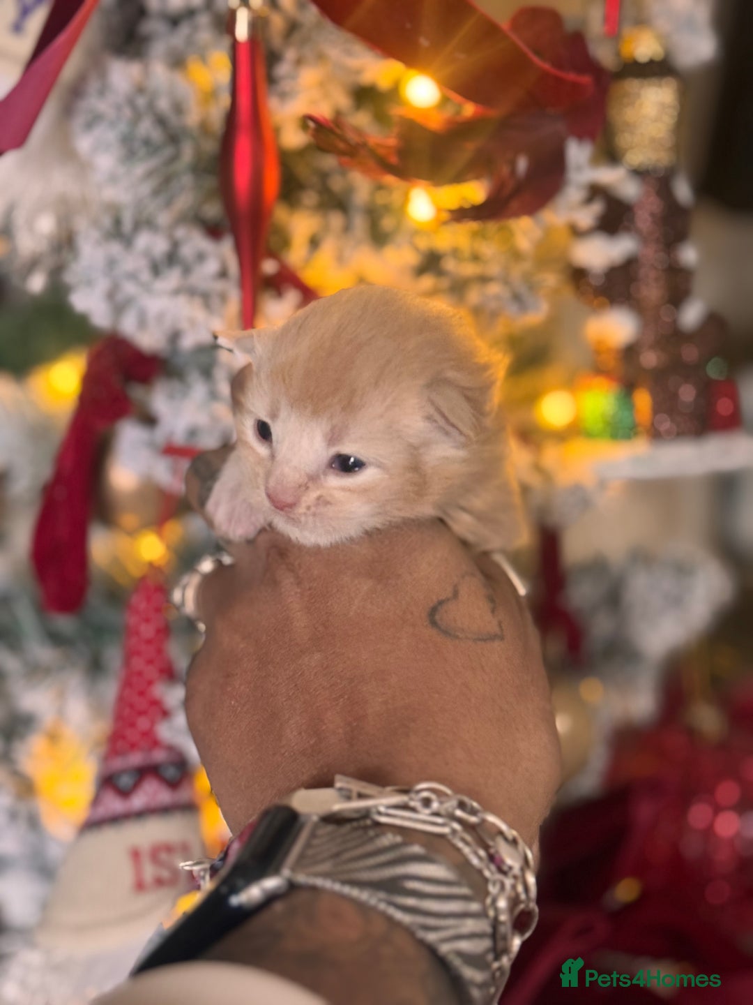 Maine Coon cats for sale: November Maine Coon Litter – Waiting List Open! - Advert 9