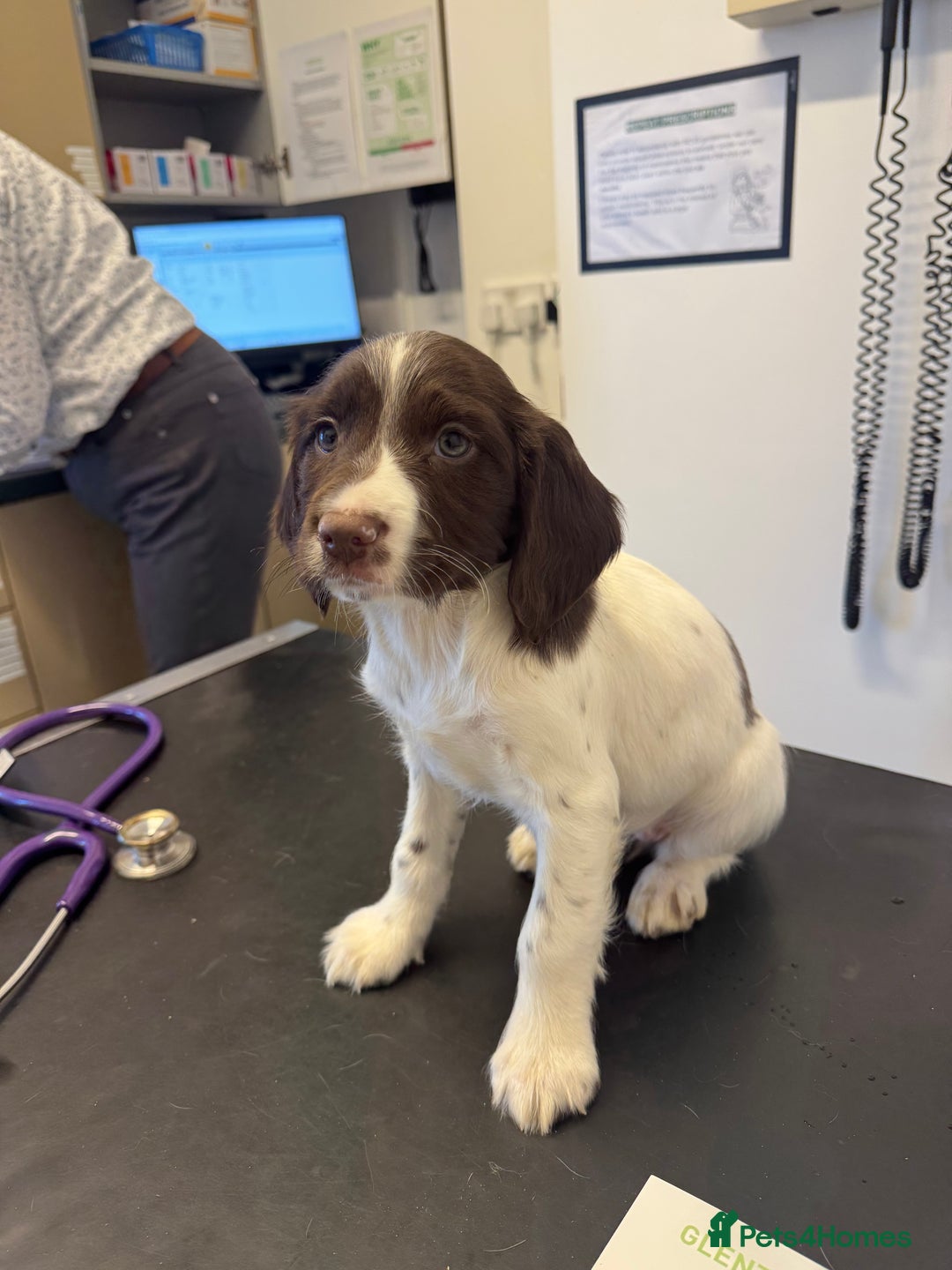 English Springer Spaniel dogs for stud:  Black & White English Springer Spaniel For Stud - Advert 12