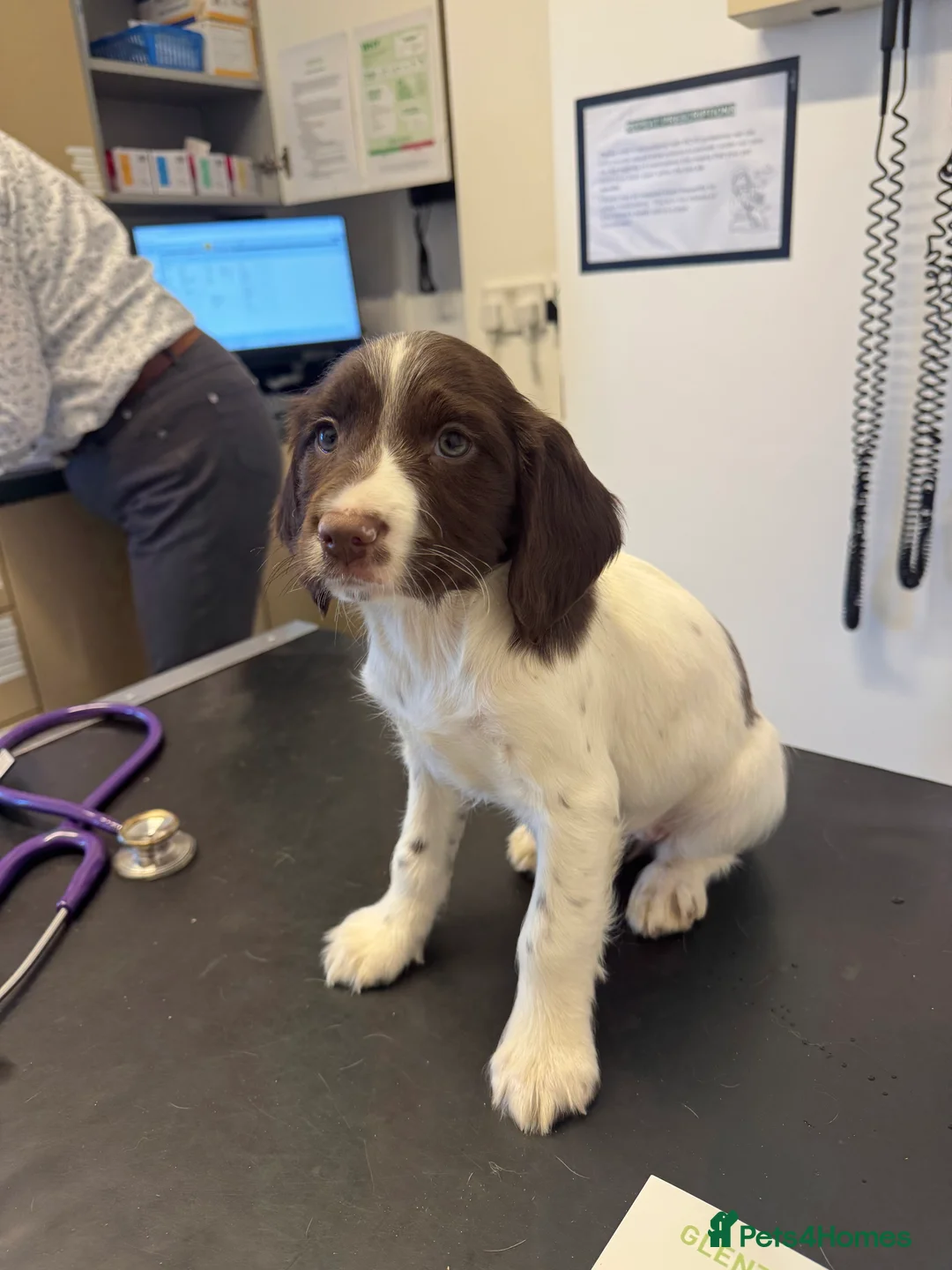 English Springer Spaniel dogs for stud:  Black & White English Springer Spaniel For Stud - Advert 12