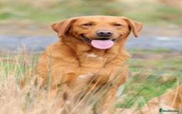 Labrador Retriever dogs for sale: KC Reg Fox red labrador litter of 6 dogs 4 bitches - Image 19