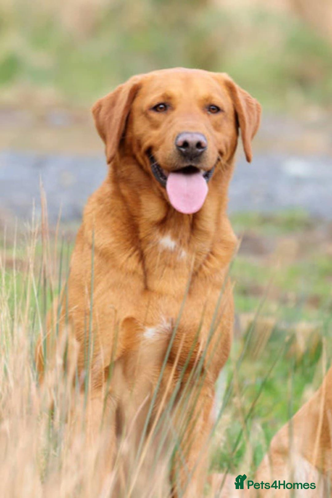 Labrador Retriever dogs for sale: KC Reg Fox red labrador litter of 6 dogs 4 bitches - Image 19