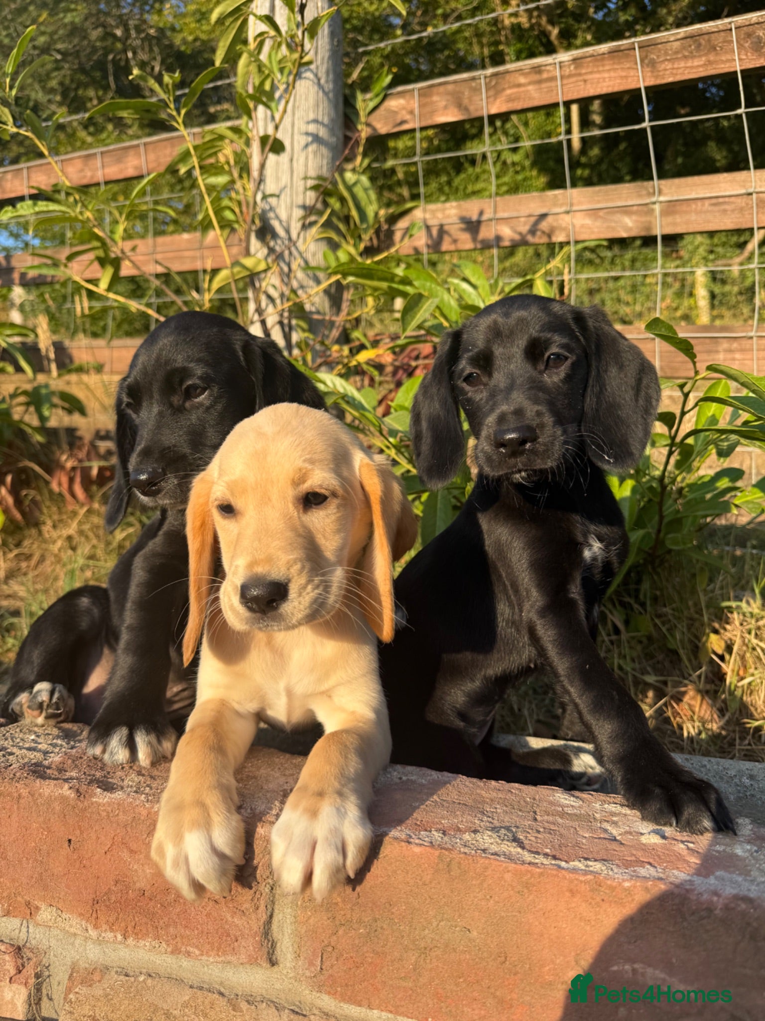Cockerdor dogs Cockerdor puppies Labrador X Cocker Spaniel  - Advert 2