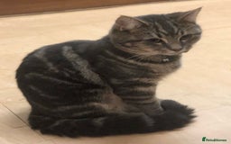 Domestic Shorthair cats for sale: 🐾 Loving Home for Milo🐾 (w automatic litterbox)  - Image 10