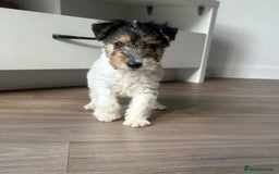 Fox Terrier dogs for sale: Fox Terrier puppies for sale - 07704995261 - Image 20