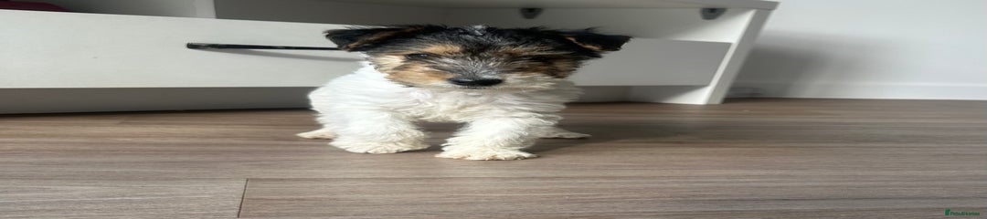 Fox Terrier Puppy 2