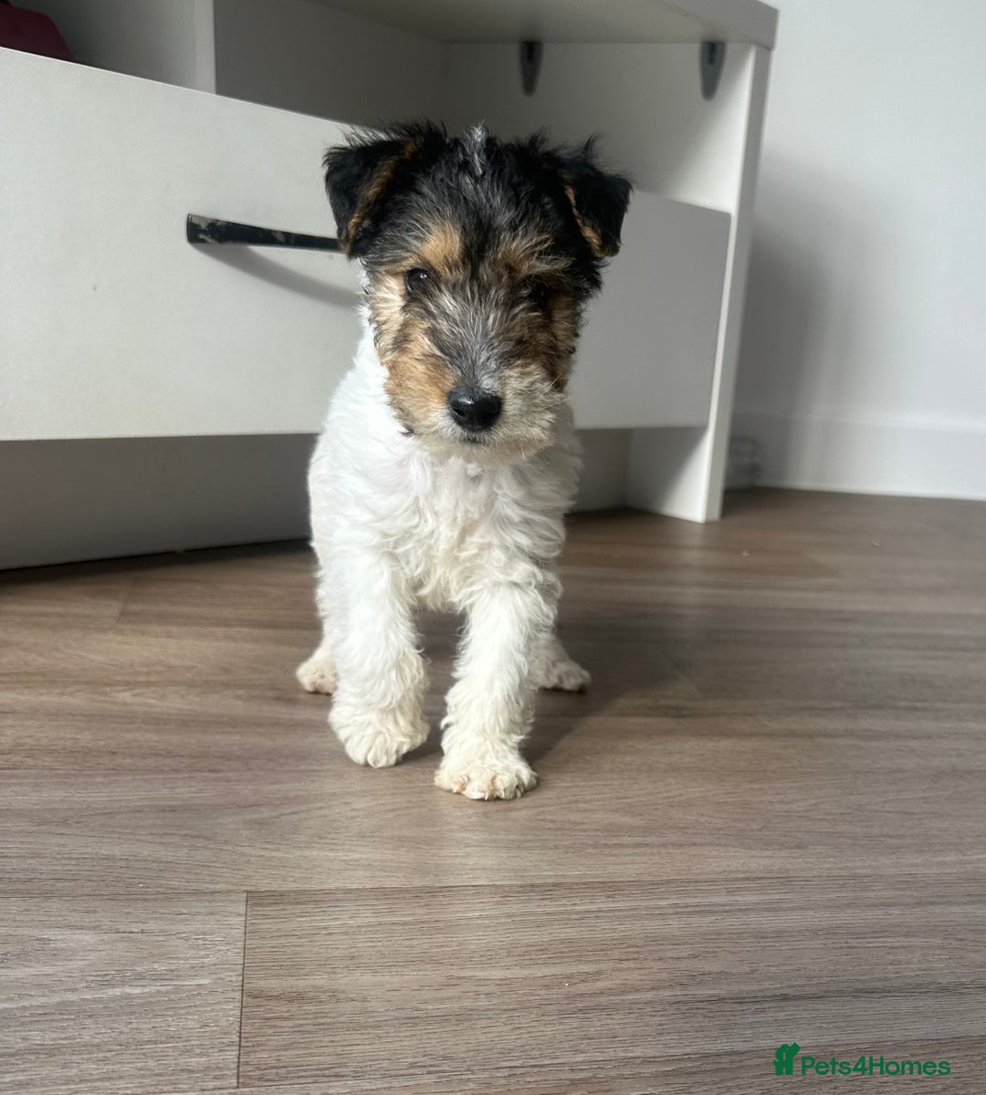 Fox Terrier dogs for sale: Fox Terrier puppies for sale - 07704995261 - Image 20
