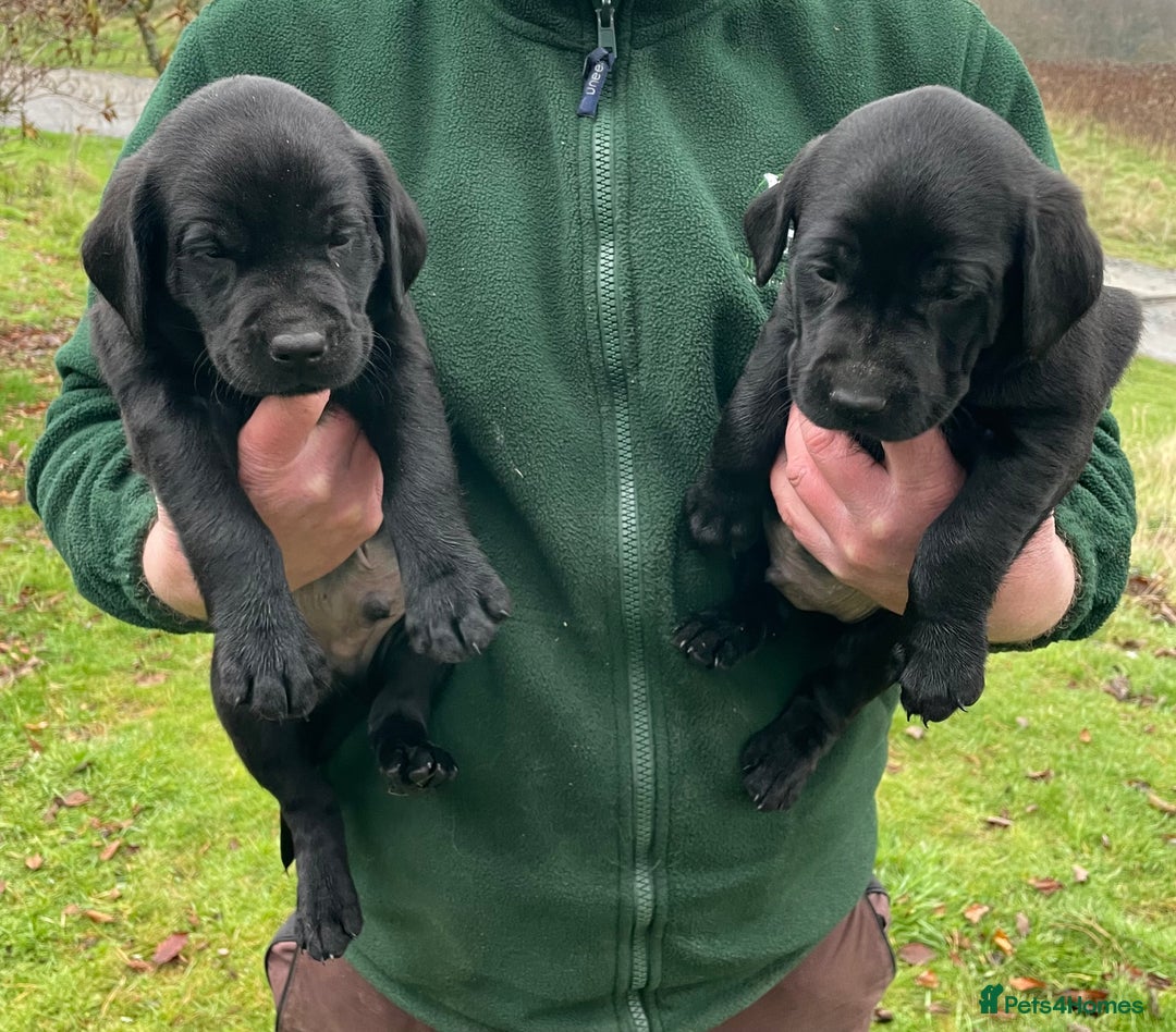 Labrador Retriever dogs for sale: Big Bold Lab Pups - Health Tested Parents  - Advert 1