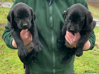 Labrador Retriever dogs for sale: Big Bold Lab Pups - Health Tested Parents - Advert 1