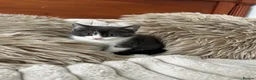 Mixed Breed cats for sale: Maincoon/tabby kittens 🐈‍⬛❤️ - Advert 12
