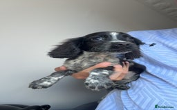 Cocker Spaniel dogs for sale: Cocker spaniel puppies  - Image 4