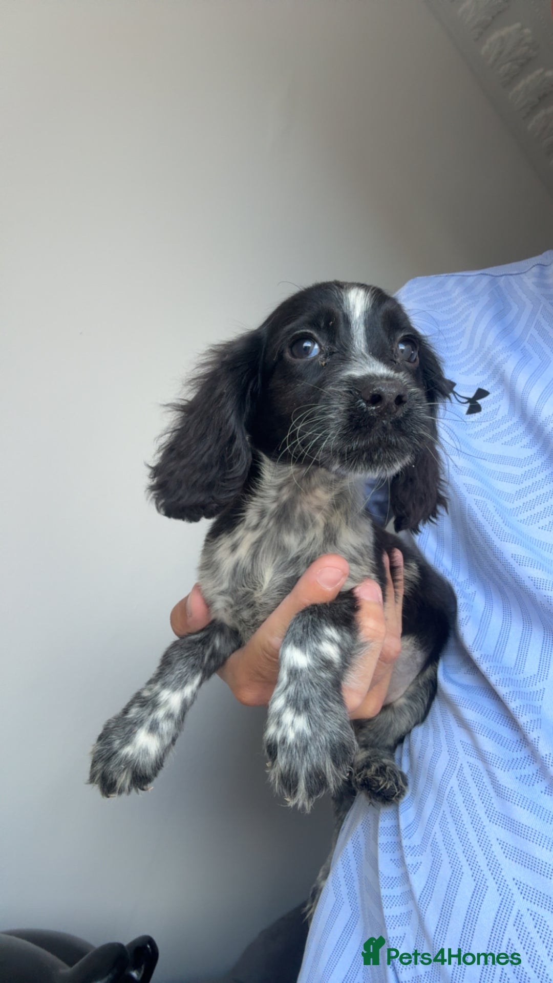 Cocker Spaniel dogs for sale: Cocker spaniel puppies  - Image 4