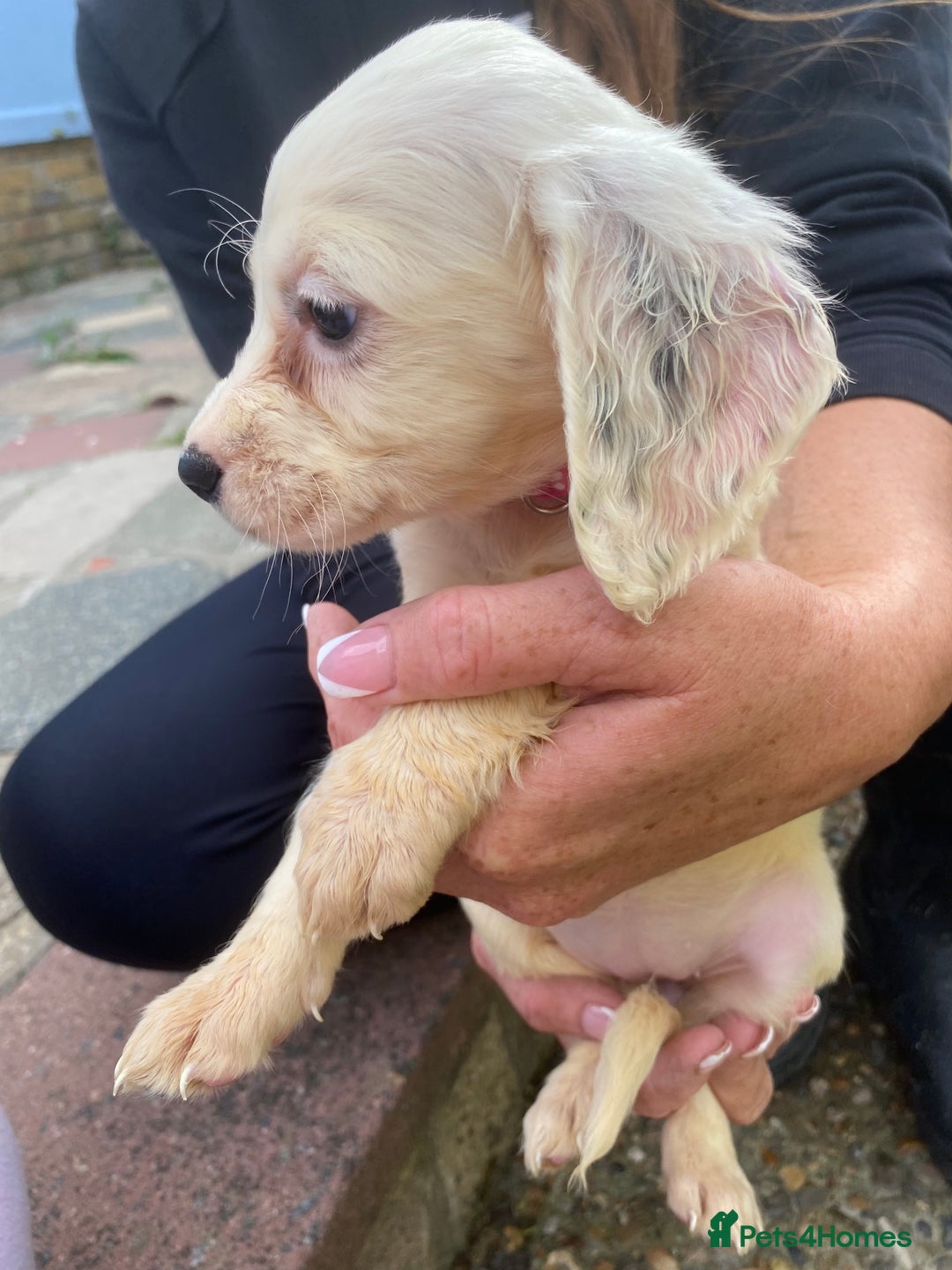 Cocker Spaniel dogs for sale: Cocker spaniel puppies  - Image 7