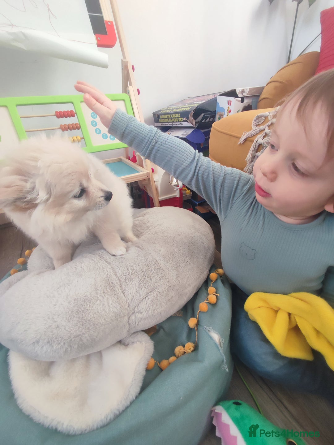 German Spitz dogs for sale: Unique female Spitz puppy available now - Advert 30