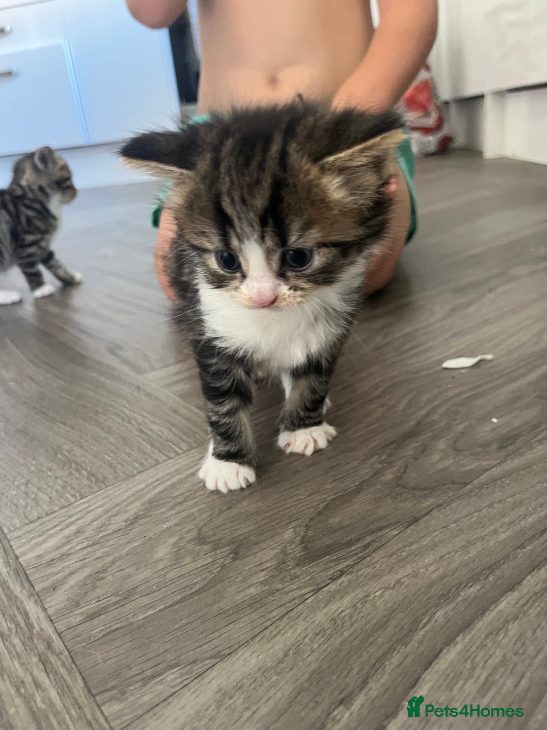 Mixed Breed cats for sale: 5 half Norwegian Forrest cats  - Image 5