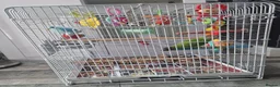 Budgerigars birds for sale: Senegal Parrot With Cage! - Advert 4