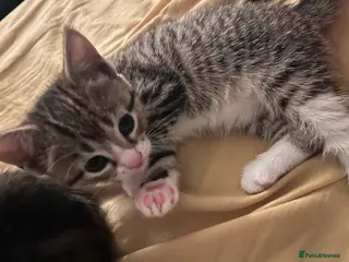 Tibetan cats Tabby cat - Advert 3