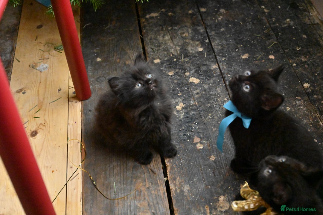 British Shorthair cats for sale: British Shorthair x Persian Kittens Available Now! - Advert 6