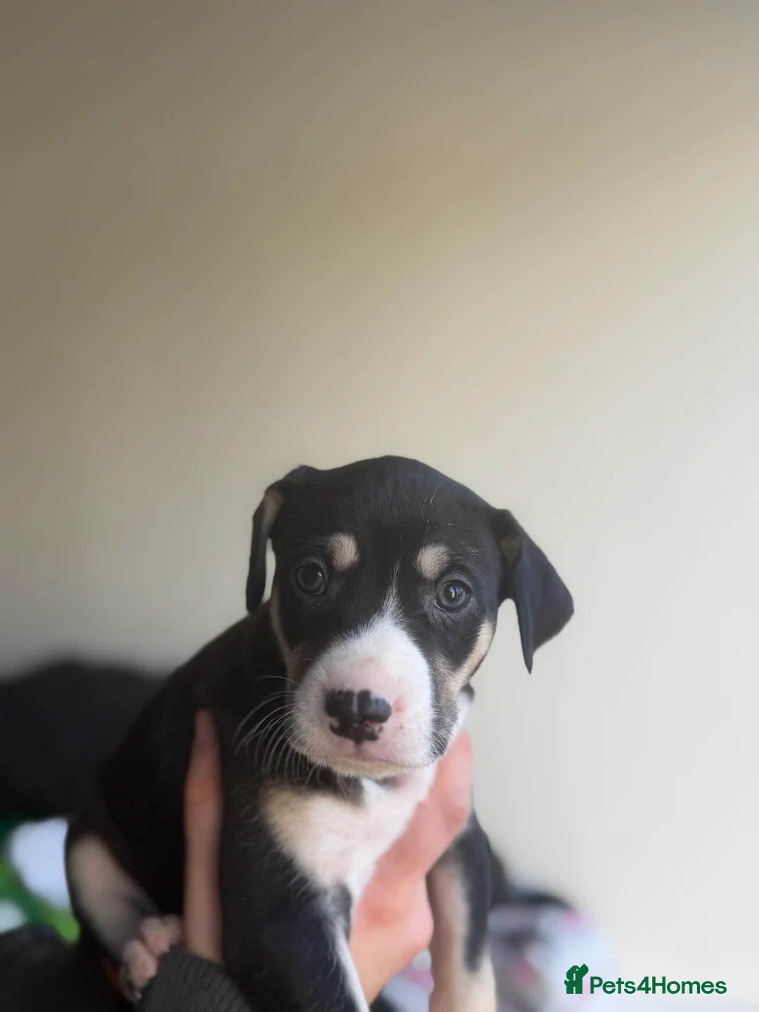 Mixed Breed dogs for sale: Saluki bull greyhound  - Advert 4