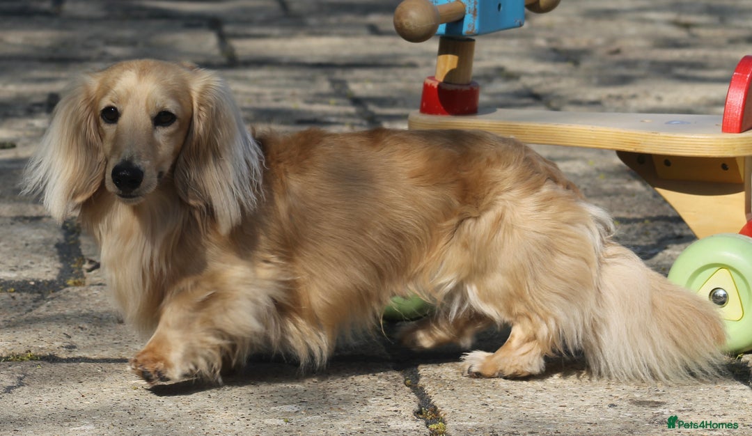 Miniature Dachshund dogs for stud:  Cream i/i long haired Miniature Dachshund  in Newton Abbot - Advert 29
