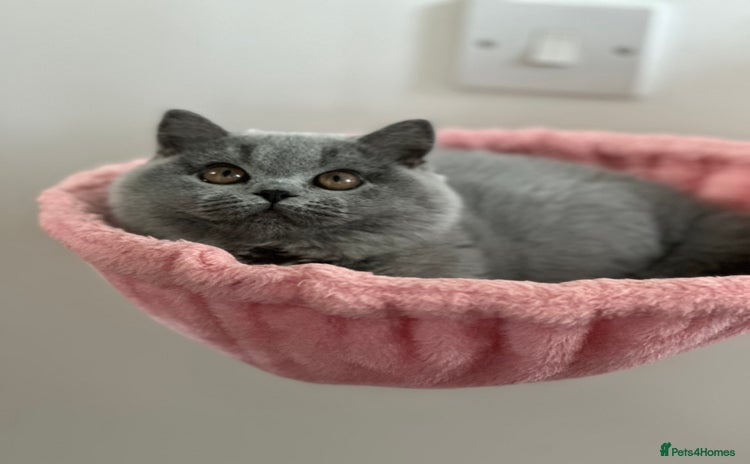 British Shorthair cats - Advert 12