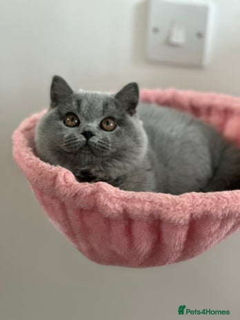 British Shorthair cats - Advert 7
