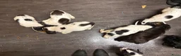 Sprocker dogs for sale: READY THIS WEEK🐶🏡 - Advert 9