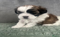 Shihpoo dogs for sale: Beautiful Red and White Parti Shipoo Girls  - Image 6