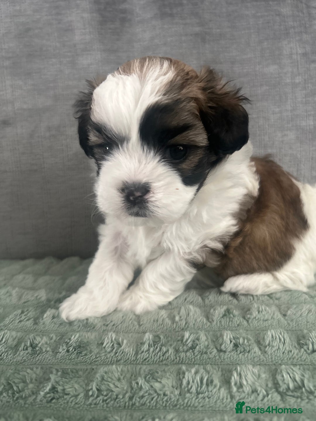 Shihpoo dogs for sale: Beautiful Red and White Parti Shipoo Girls  - Image 6